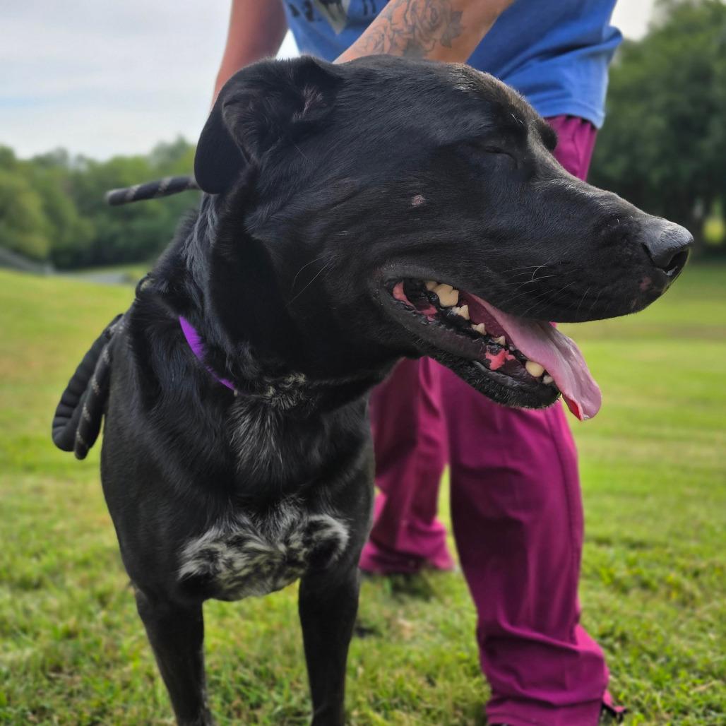 Enlarge CHUNKER, a Adoptable mixed breed in Holton, KS image 4/5