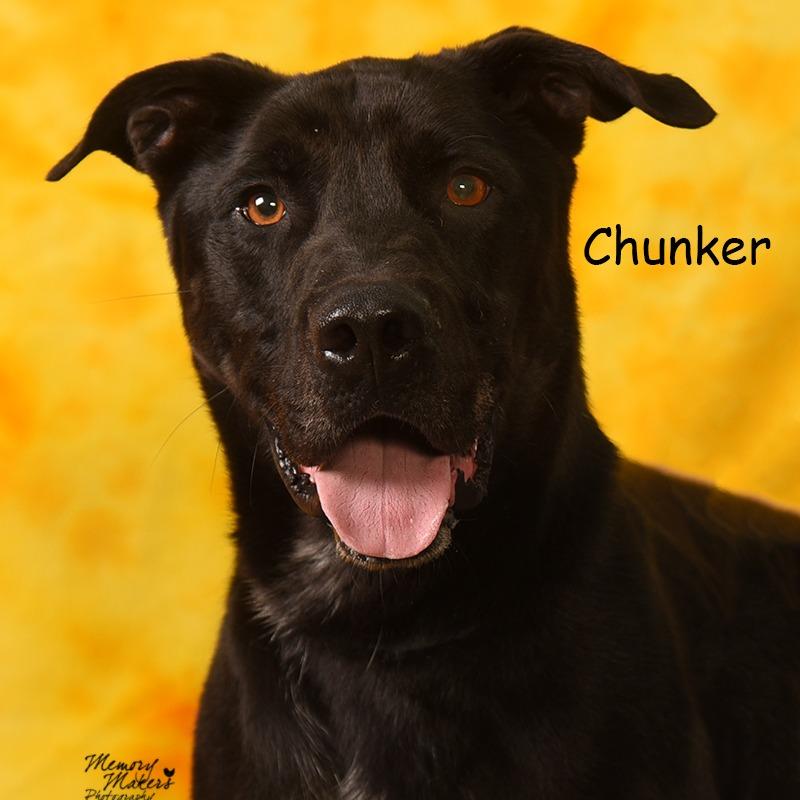 Enlarge CHUNKER, a Adoptable mixed breed in Holton, KS image 2/6