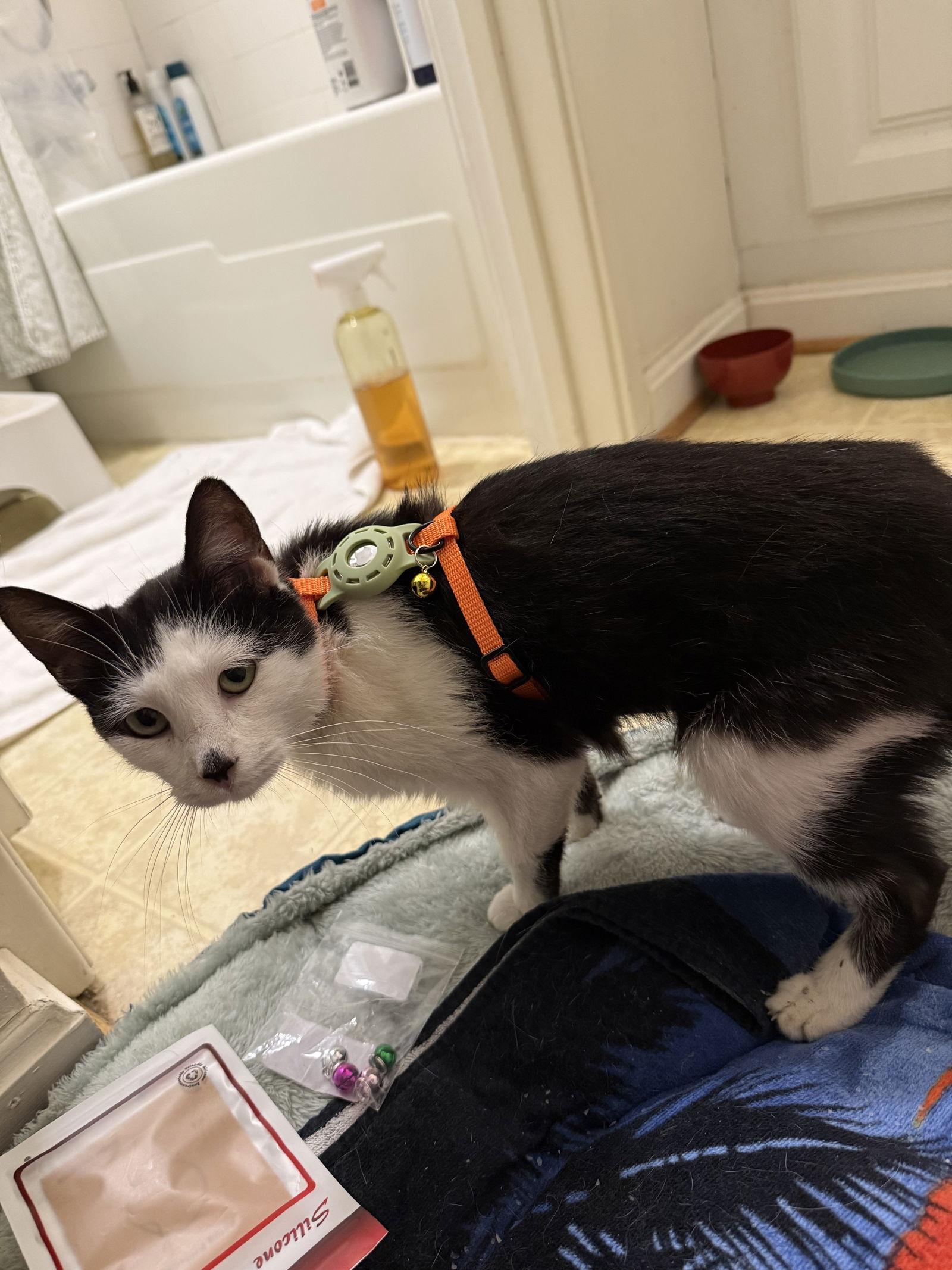 Smudge — thumbnail 2