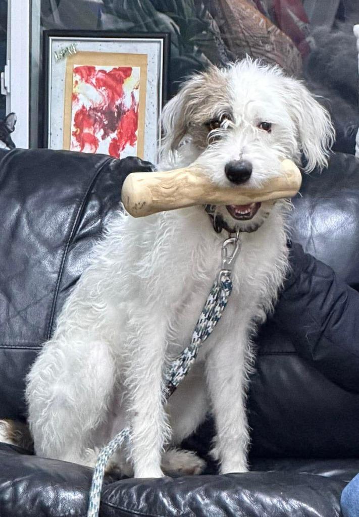 Sour Cream $475, Adoptable, Young Male Boxer & Poodle.