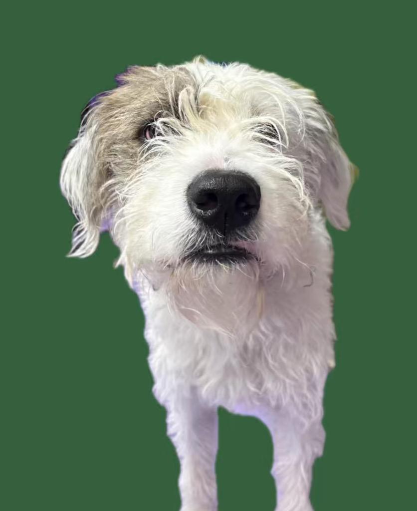 Enlarge Sour Cream $475, a Adoptable mixed breed in Milwaukee, WI image 2/3