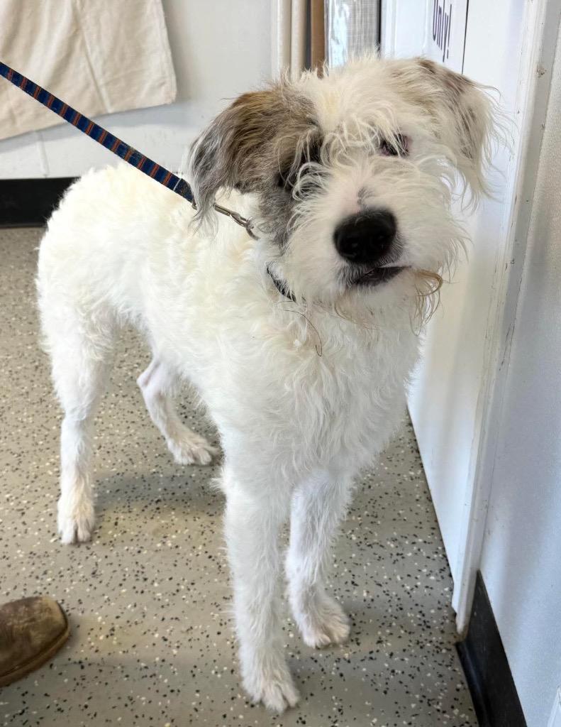 Enlarge Sour Cream $475, a Adoptable mixed breed in Milwaukee, WI image 3/3