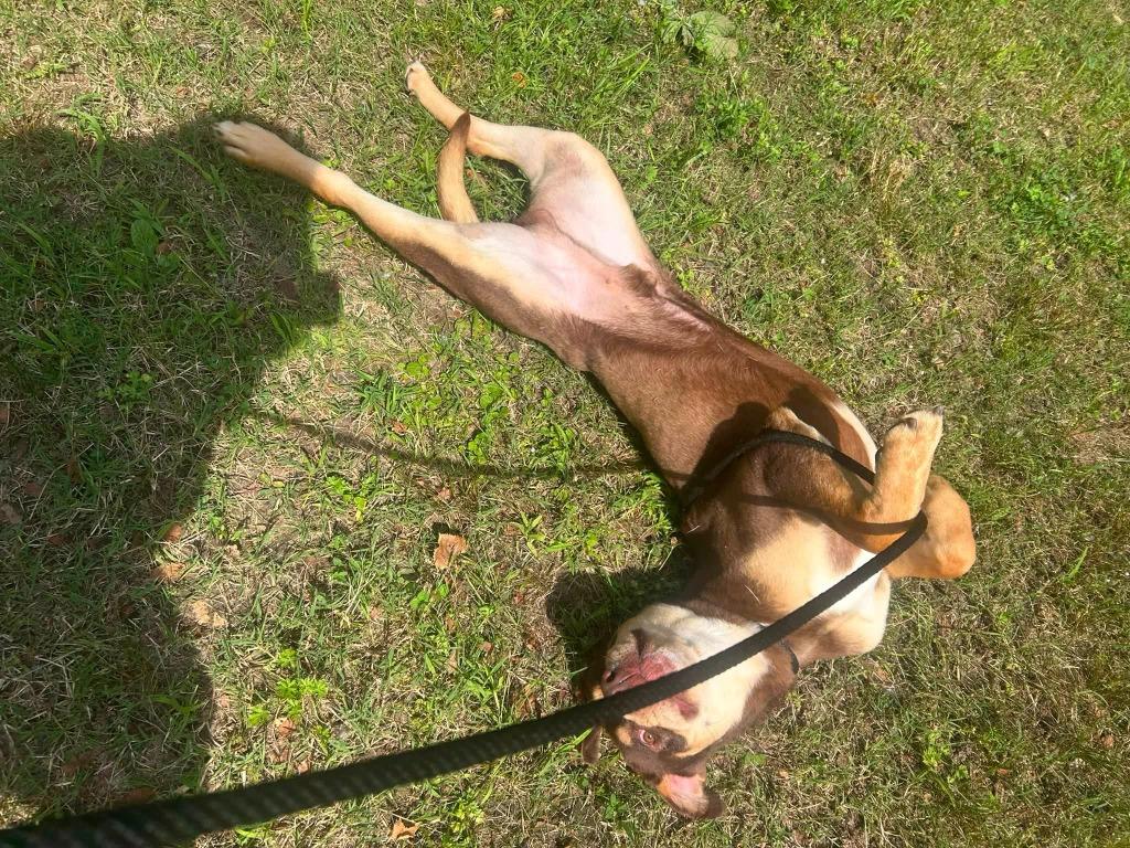 Baxter, Adoptable, Young Male Pit Bull Terrier.