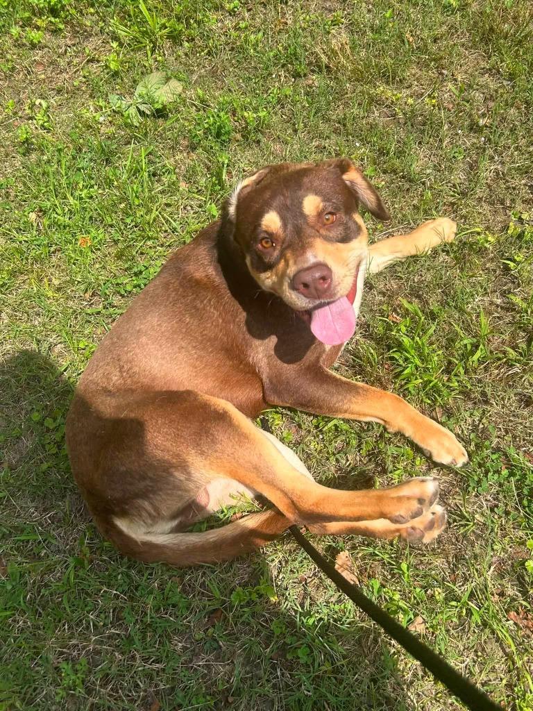 Enlarge Baxter, a Adoptable mixed breed in Benton, AR image 4/6