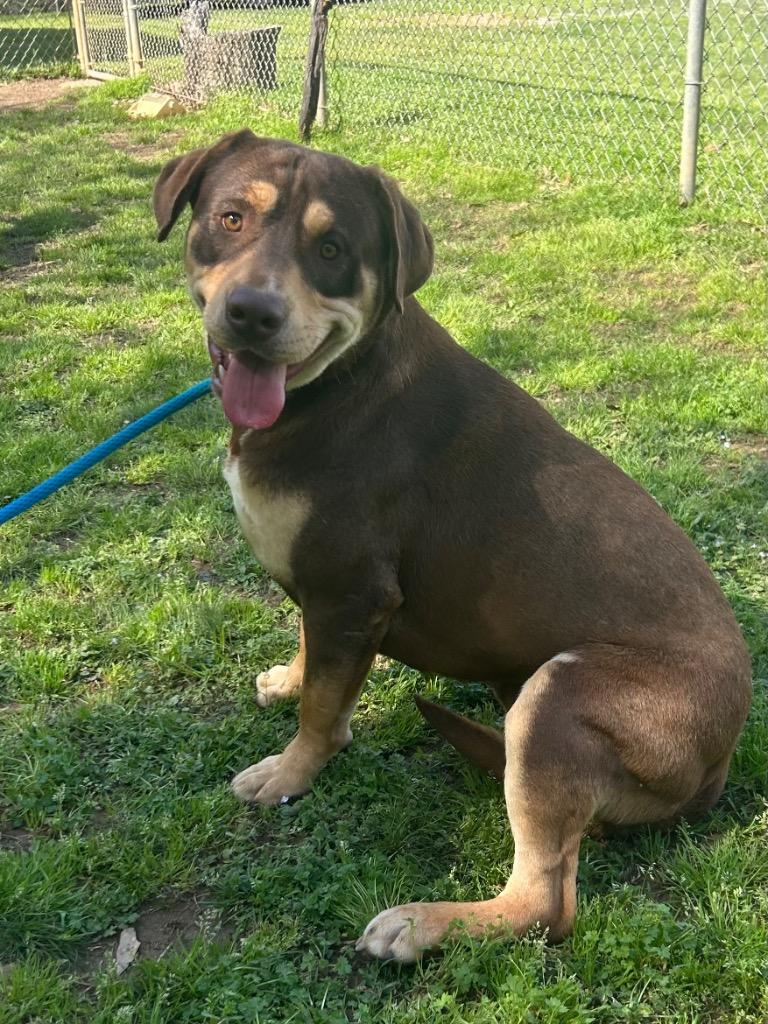Enlarge Baxter, a Adoptable mixed breed in Benton, AR image 5/6