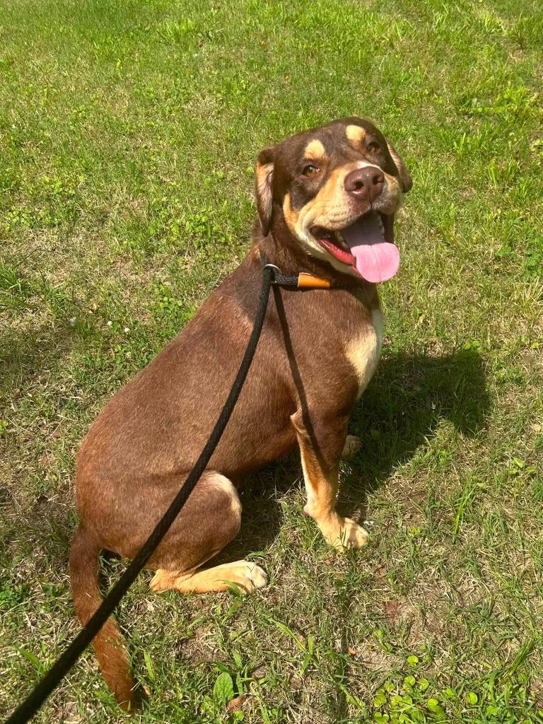 Enlarge Baxter, a Adoptable mixed breed in Benton, AR image 6/6