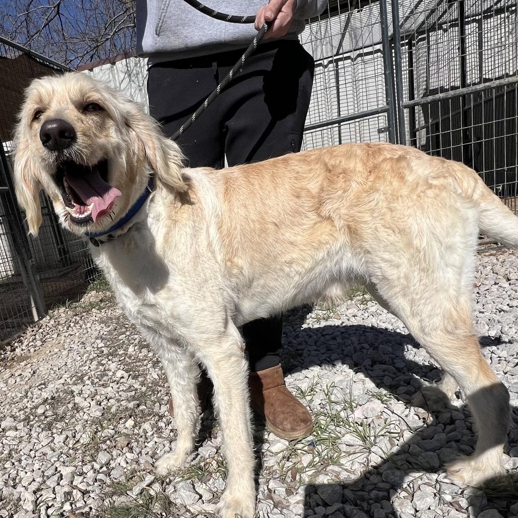 Enlarge Slim, a Adoptable mixed breed in Aledo, TX image 1/6