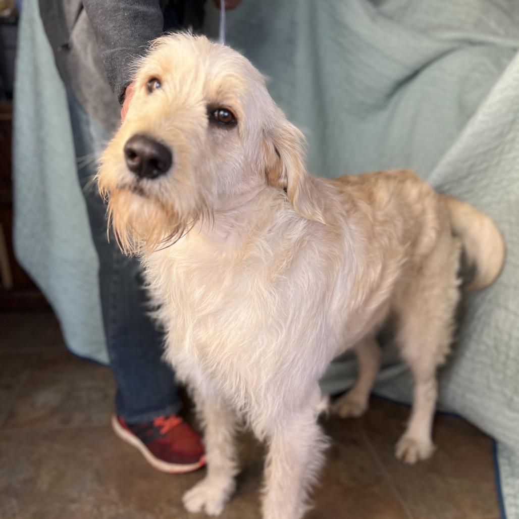 Enlarge Slim, a Adoptable mixed breed in Aledo, TX image 2/6