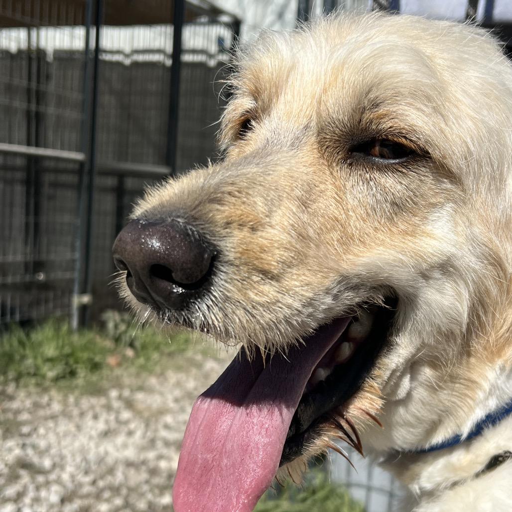 Enlarge Slim, a Adoptable mixed breed in Aledo, TX image 3/6