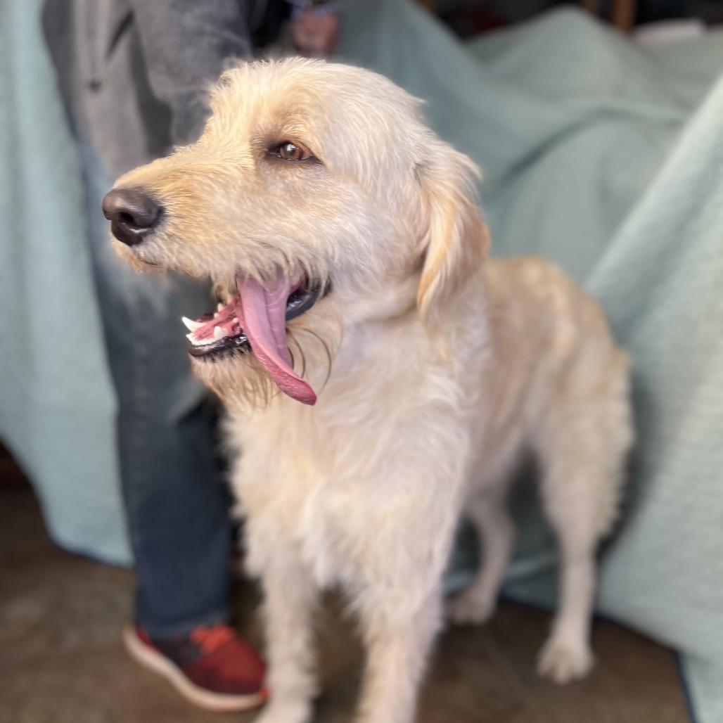 Enlarge Slim, a Adoptable mixed breed in Aledo, TX image 4/6