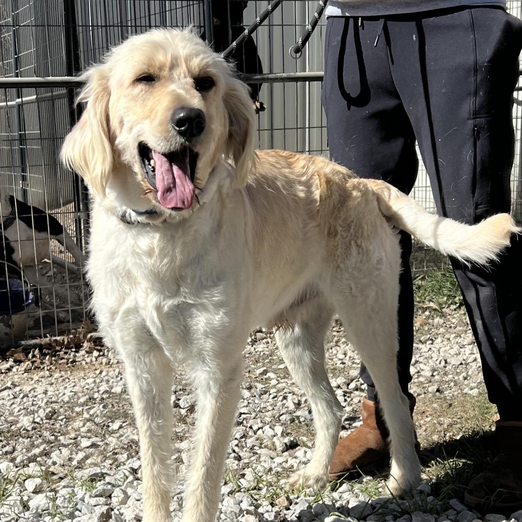 Enlarge Slim, a Adoptable mixed breed in Aledo, TX image 5/6