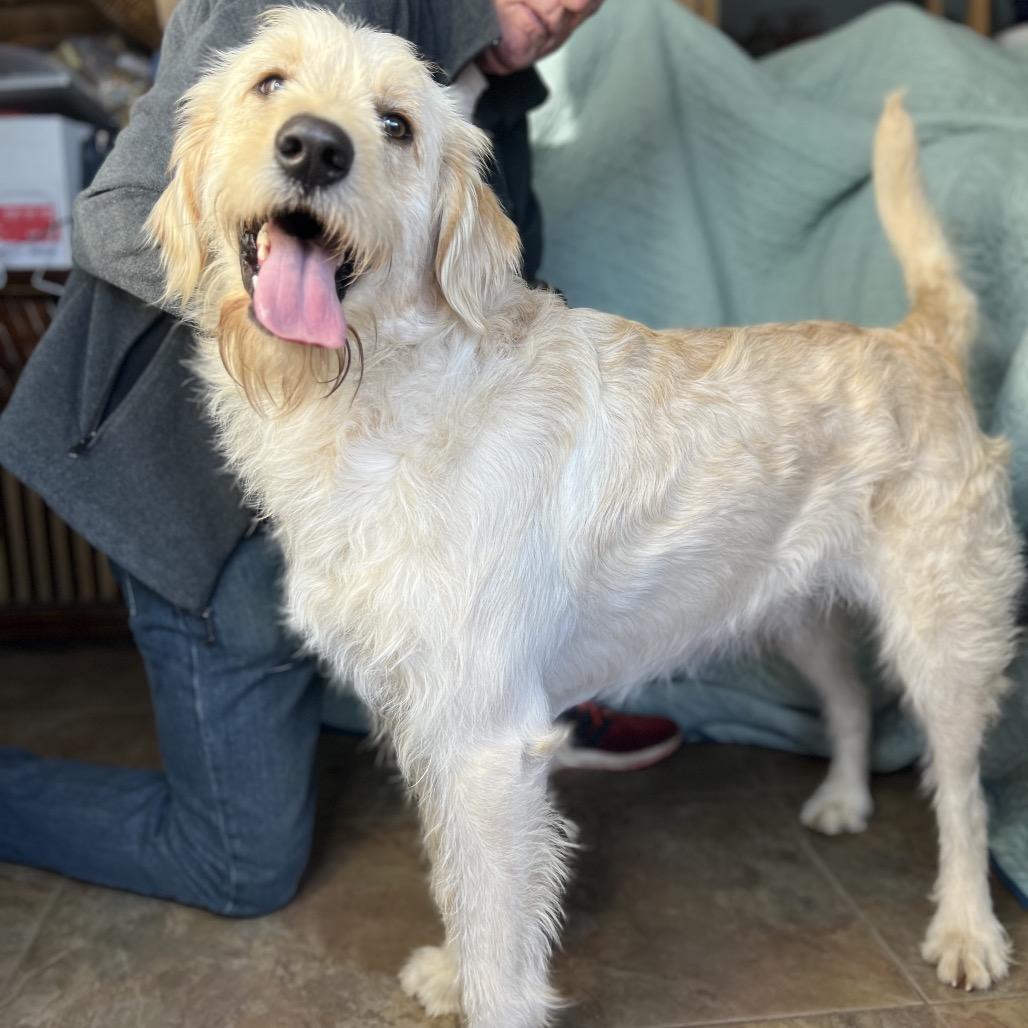 Enlarge Slim, a Adoptable mixed breed in Aledo, TX image 6/6