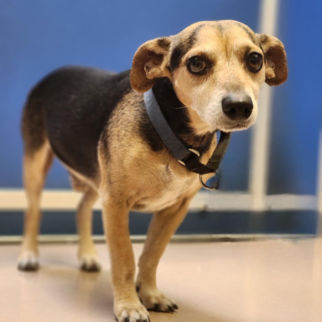 Enlarge Maxy, a Adoptable Beagle in Norman, OK image 1/6