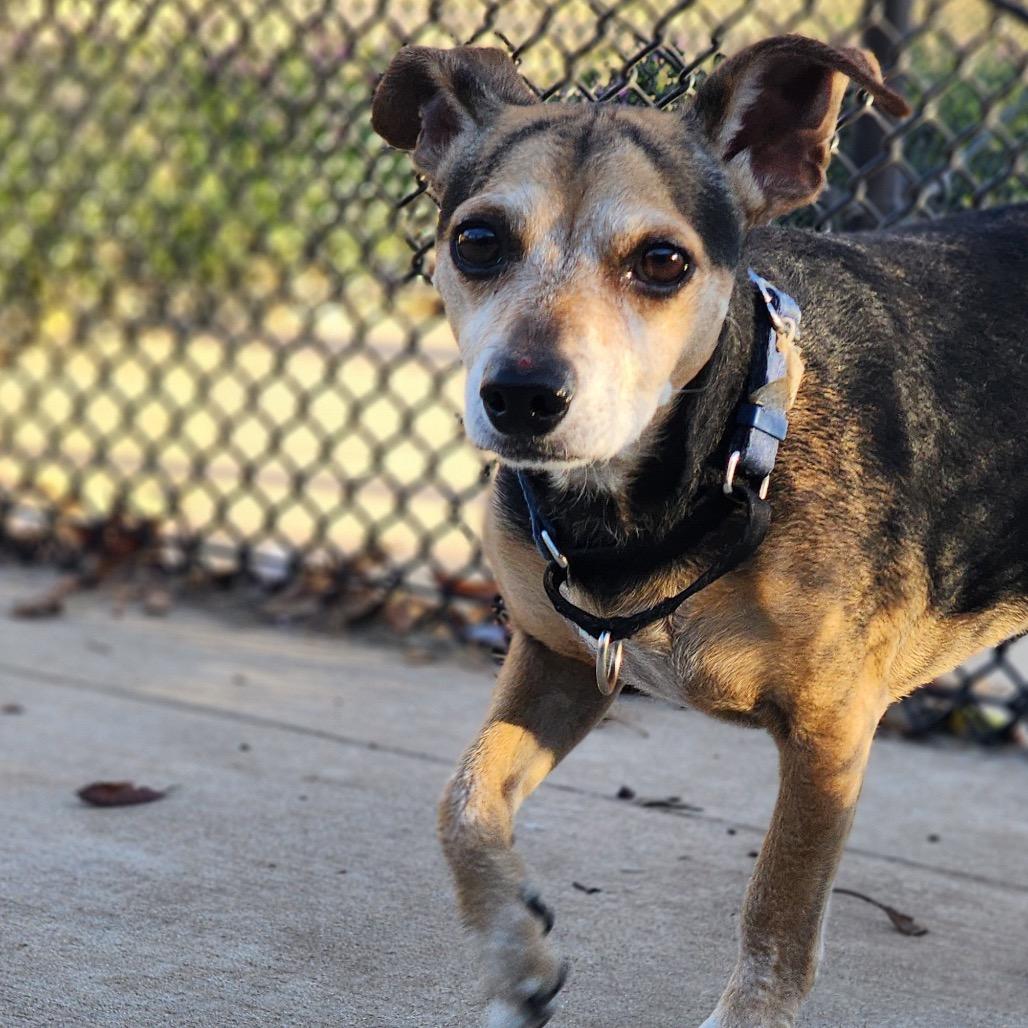 Enlarge Maxy, a Adoptable Beagle in Norman, OK image 2/6