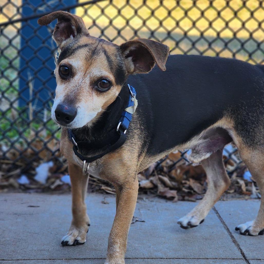 Enlarge Maxy, a Adoptable Beagle in Norman, OK image 3/6