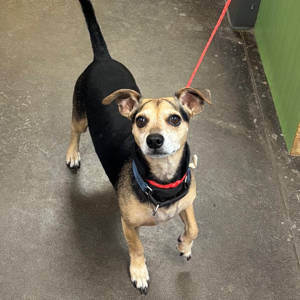 Enlarge Maxy, a Adoptable Beagle in Norman, OK image 4/6
