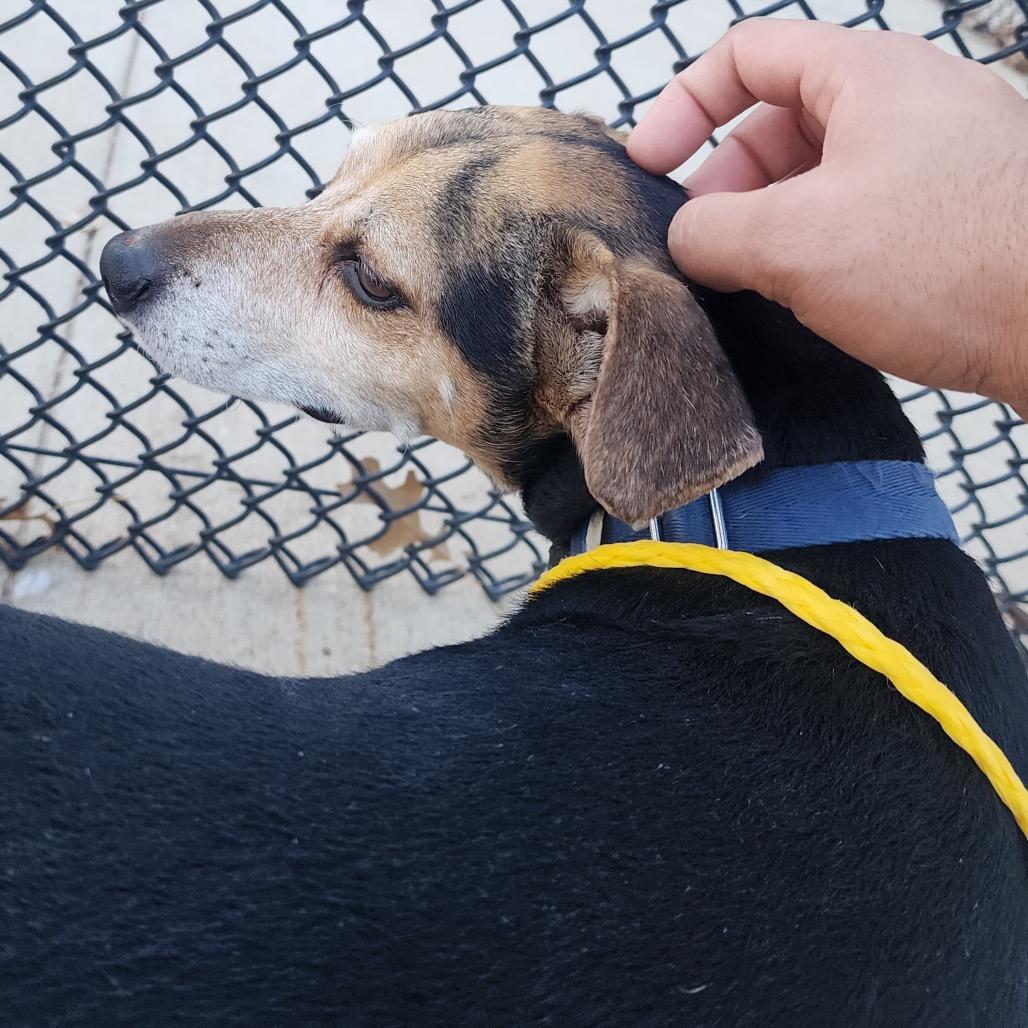Enlarge Maxy, a Adoptable Beagle in Norman, OK image 5/6