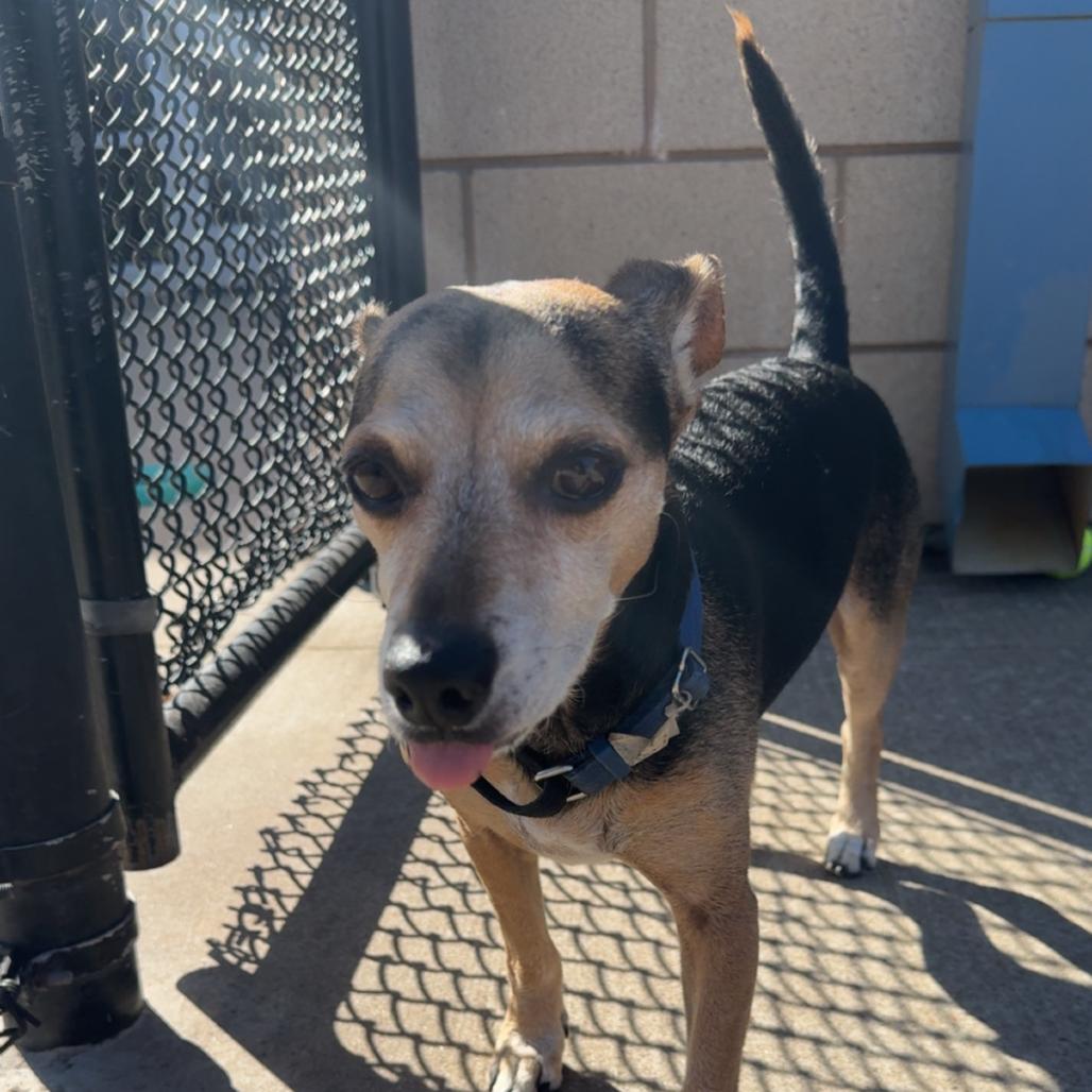 Enlarge Maxy, a Adoptable Beagle in Norman, OK image 6/6