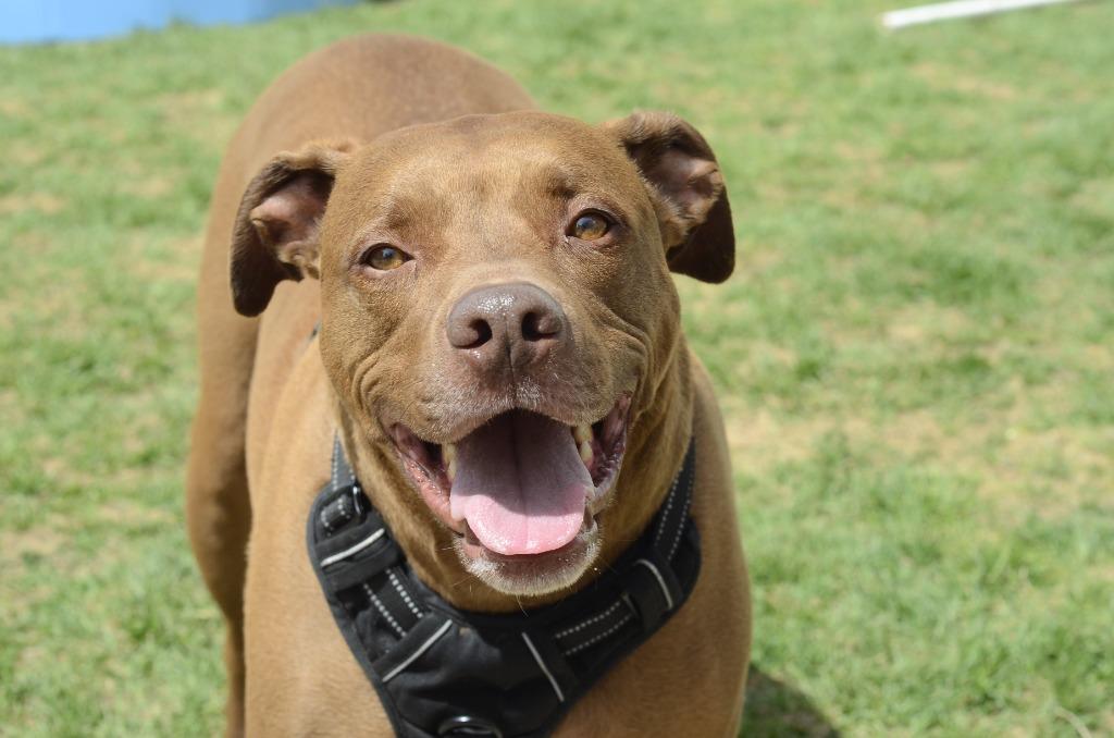 Enlarge Sam, a Adoptable mixed breed in Meridian, ID image 1/6