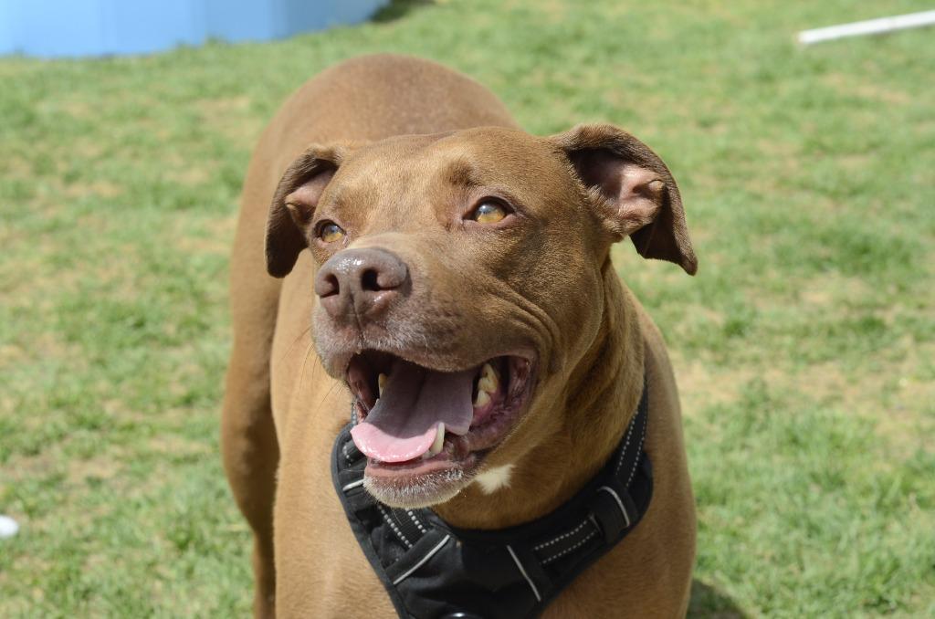 Enlarge Sam, a Adoptable mixed breed in Meridian, ID image 1/6