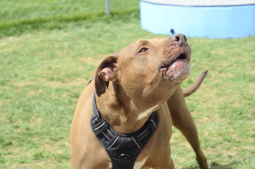 Enlarge Sam, a Adoptable mixed breed in Meridian, ID image 2/6