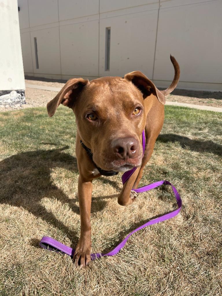 Enlarge Sam, a Adoptable mixed breed in Meridian, ID image 2/6