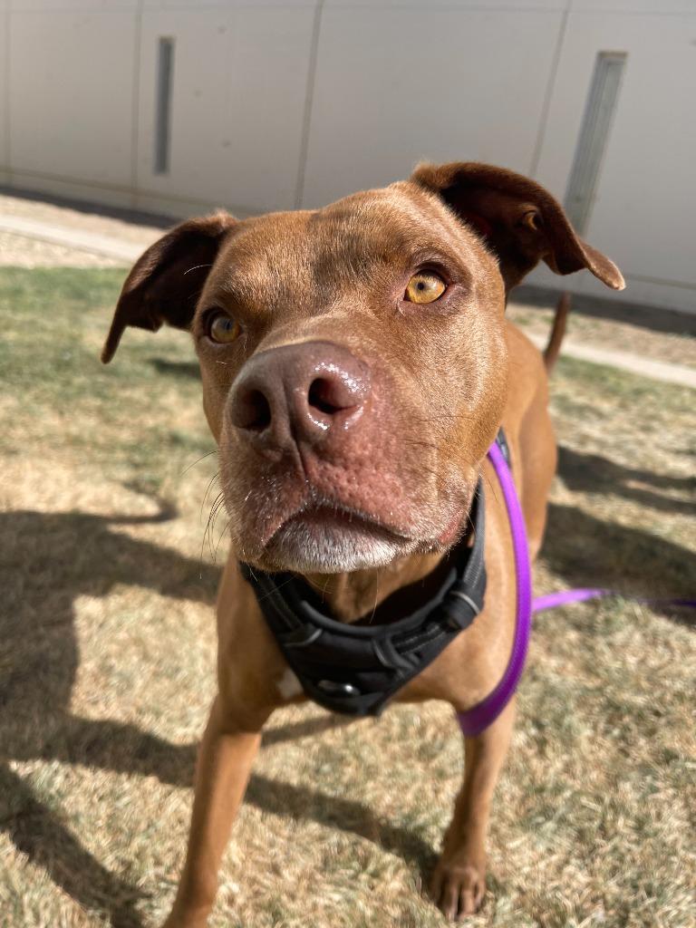 Enlarge Sam, a Adoptable mixed breed in Meridian, ID image 3/6