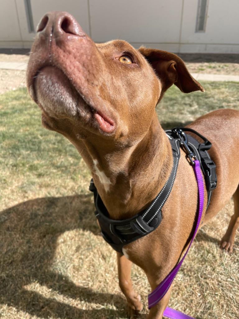 Enlarge Sam, a Adoptable mixed breed in Meridian, ID image 5/6