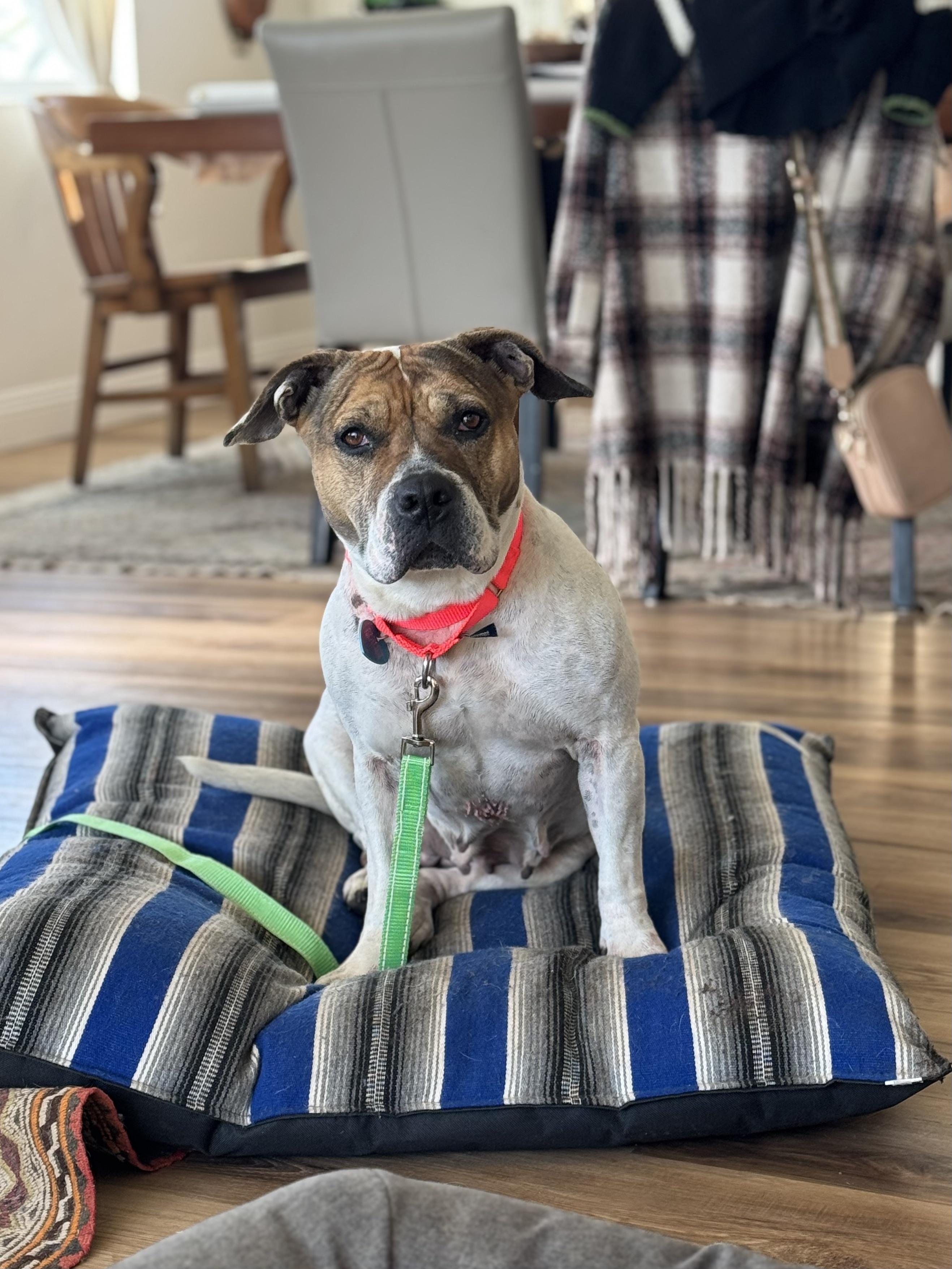Enlarge Loreta, a Adoptable mixed breed in Los Angeles, CA image 5/6