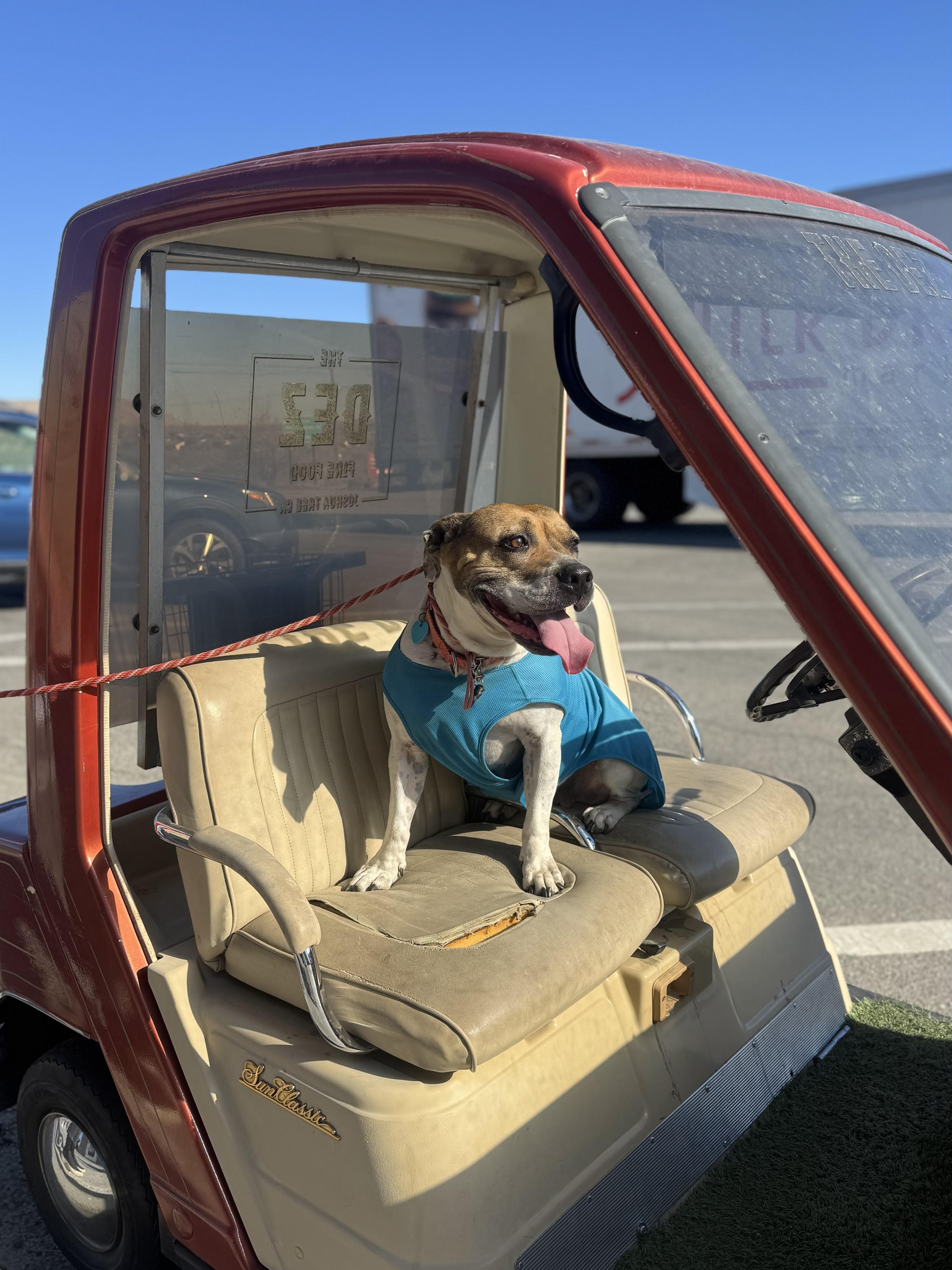 Enlarge Loreta, a Adoptable mixed breed in Los Angeles, CA image 2/6