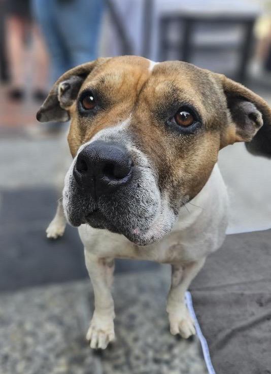 Loreta, Adoptable, Adult Female Pit Bull Terrier & Beagle.