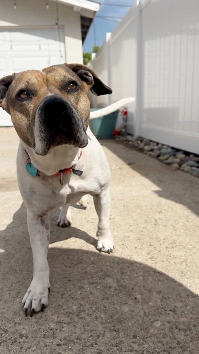 Enlarge Loreta, a Adoptable mixed breed in Los Angeles, CA video 6/6
