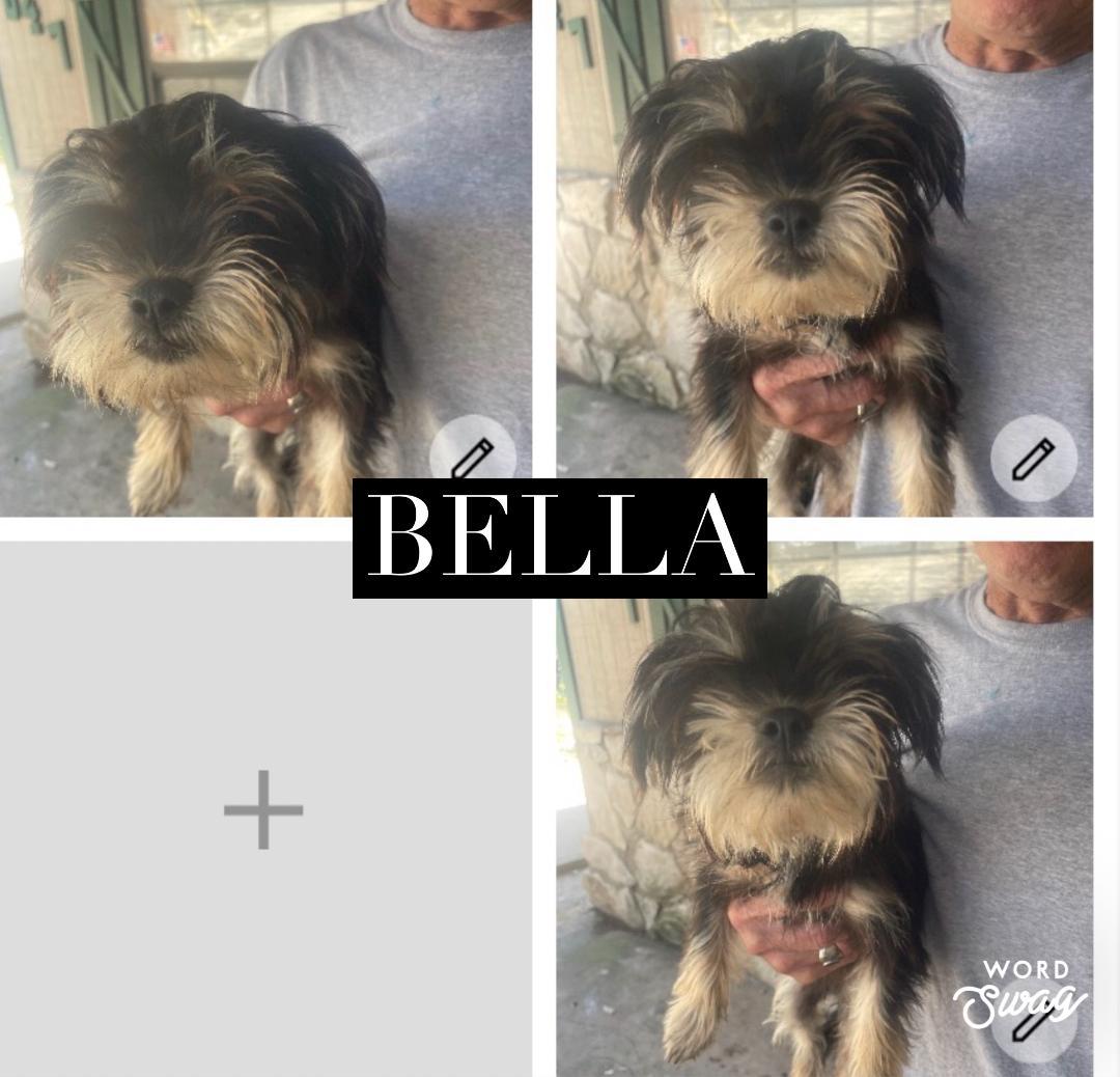 Bella, ADOPTABLE, Adult Female Shih Tzu & Chiweenie.