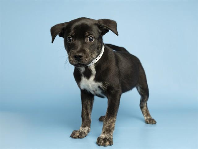 KAIA, Adoptable, Puppy Female Pit Bull Terrier.