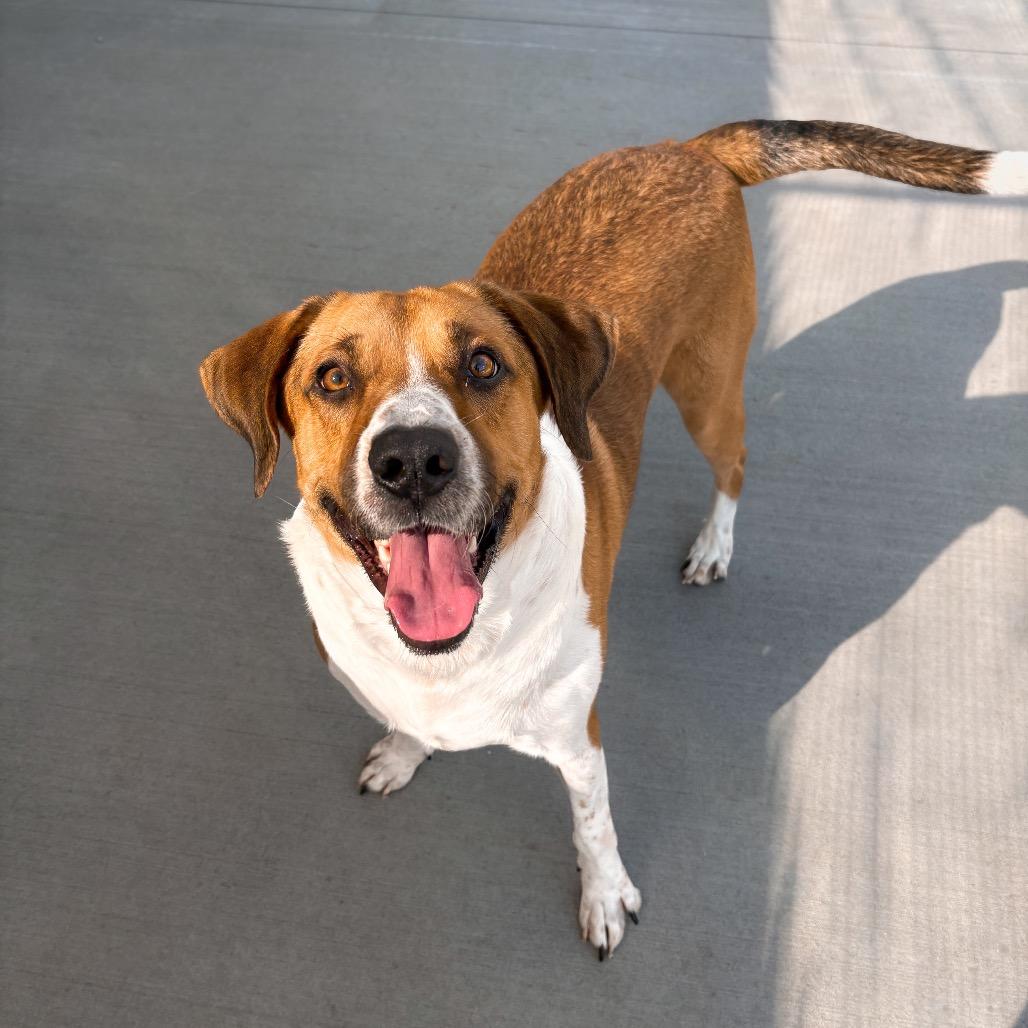 Enlarge Raoul, a Adoptable mixed breed in Marion, VA image 3/6