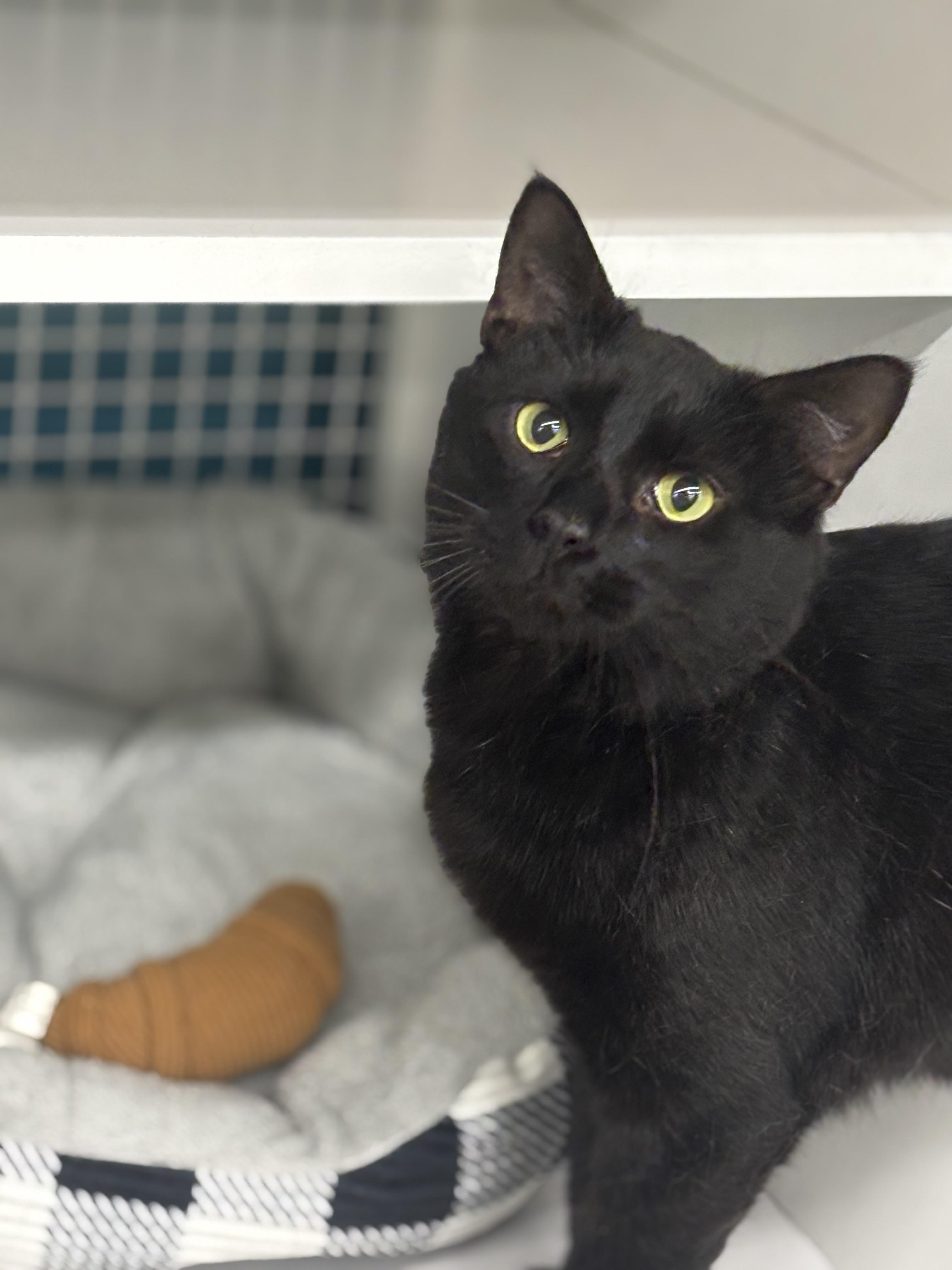 Enlarge Officer Noggin, a ADOPTABLE Domestic Short Hair in Statesboro, GA image 2/6