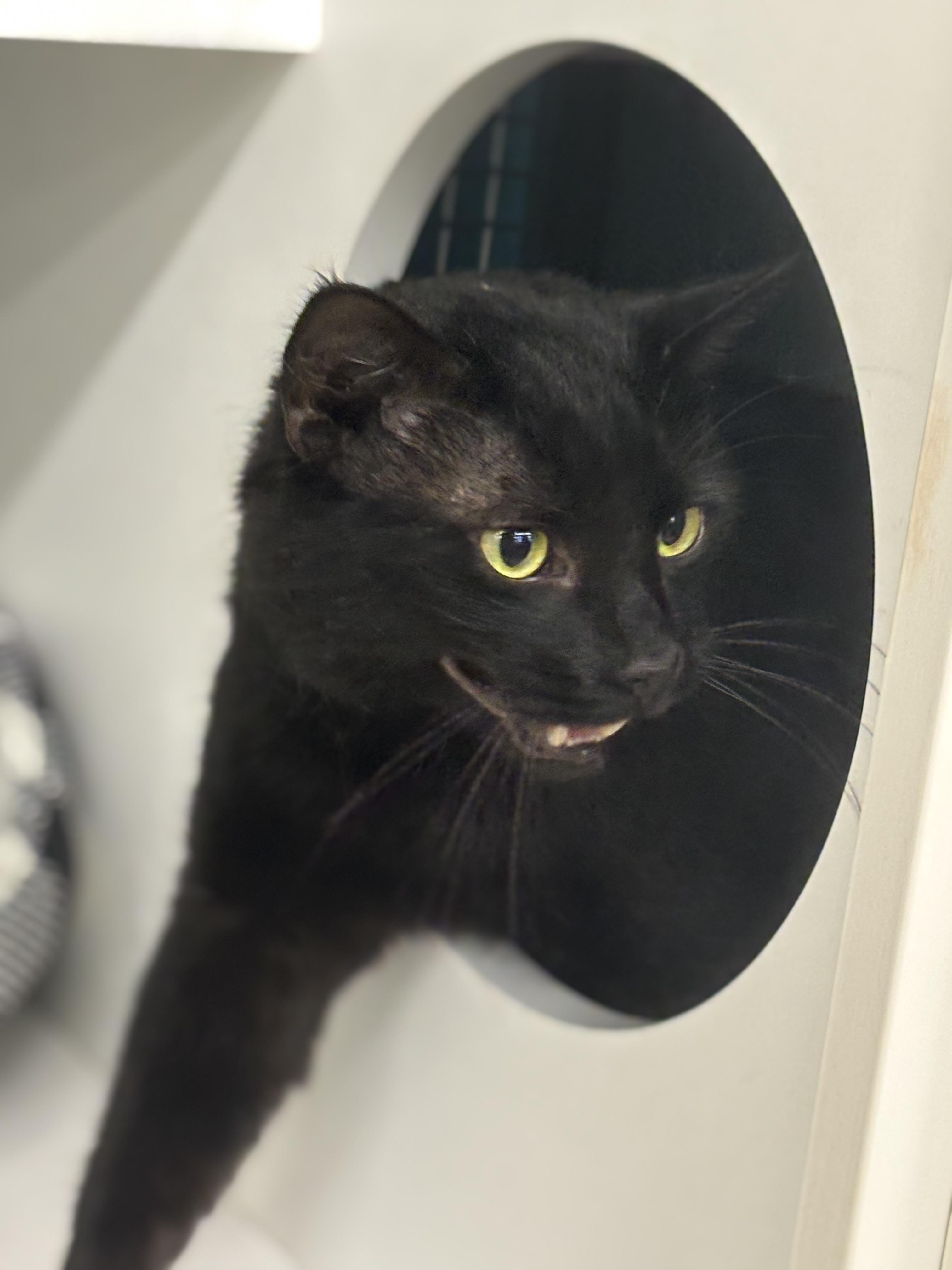 Enlarge Officer Noggin, a ADOPTABLE Domestic Short Hair in Statesboro, GA image 6/6