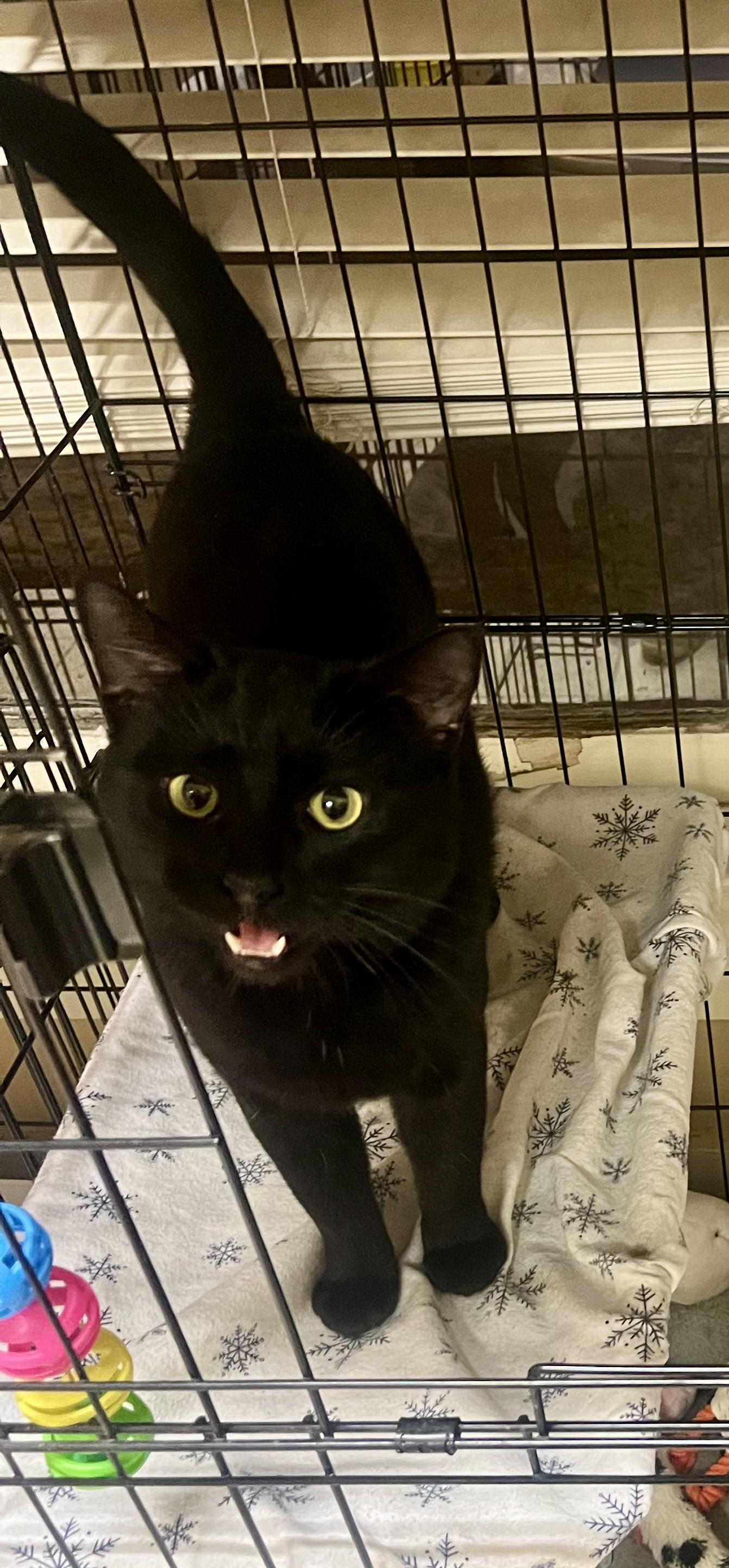 Officer Noggin, a ADOPTABLE Domestic Short Hair in Statesboro, GA image 2/6