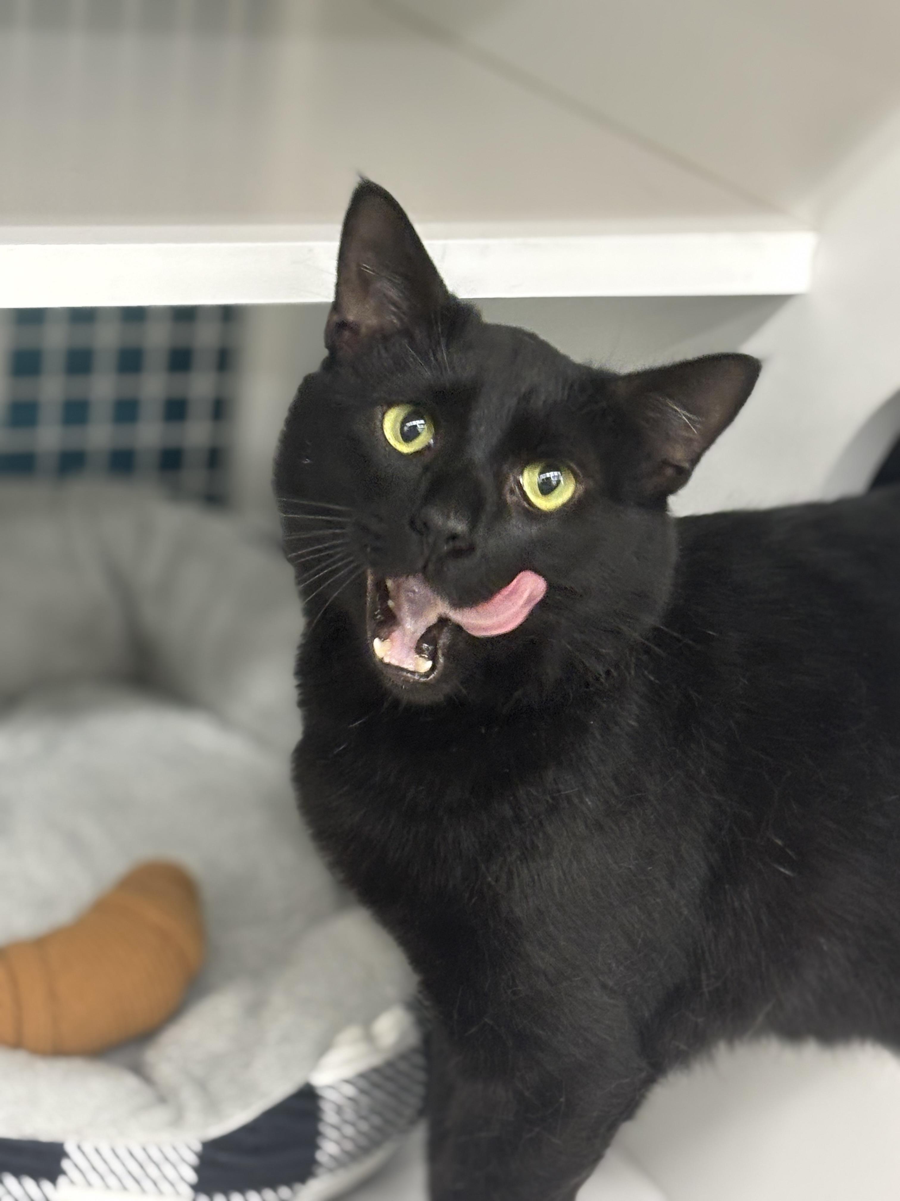 Officer Noggin, ADOPTABLE, Adult Male Domestic Short Hair.