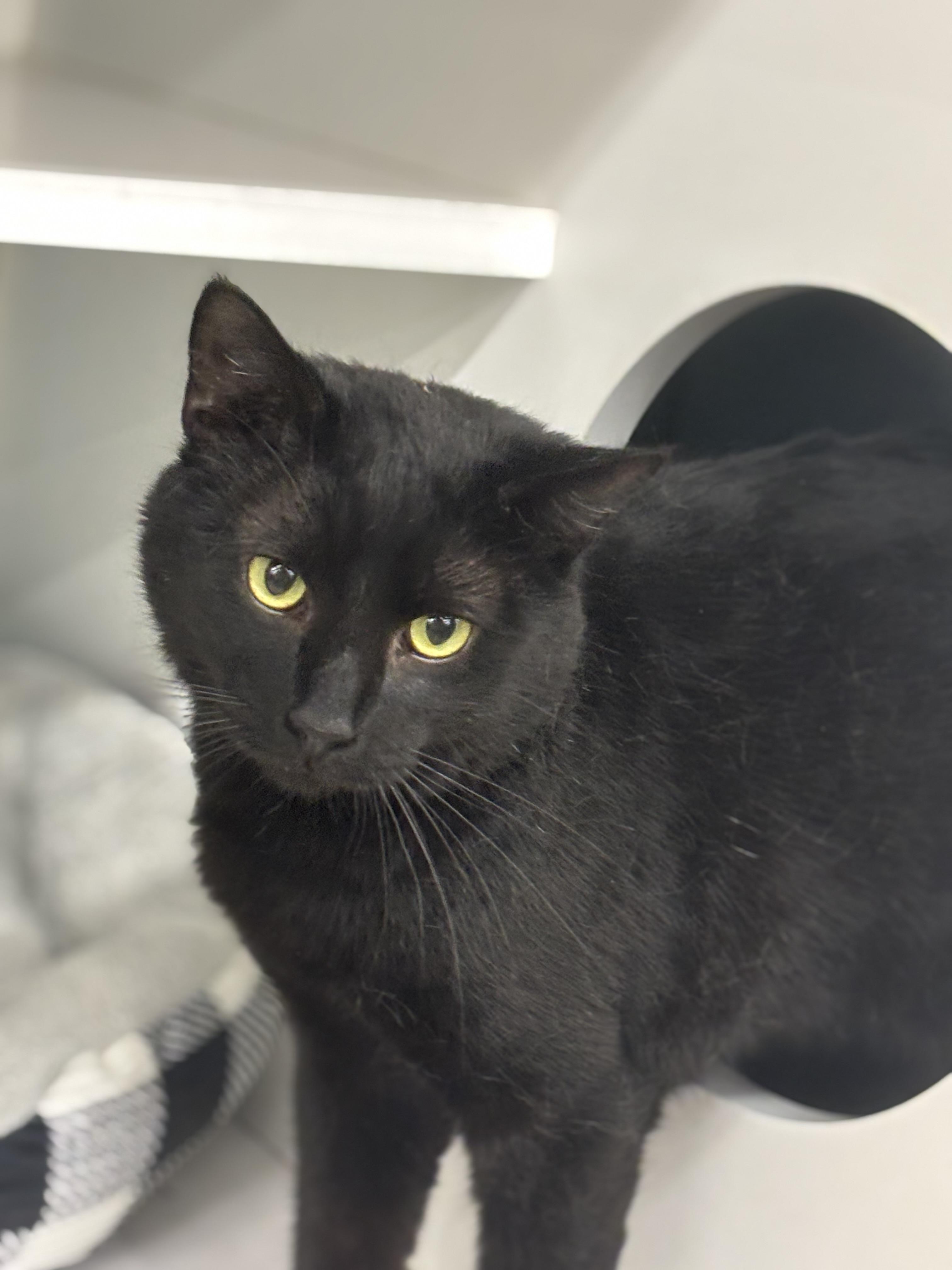 Enlarge Officer Noggin, a ADOPTABLE Domestic Short Hair in Statesboro, GA image 5/6