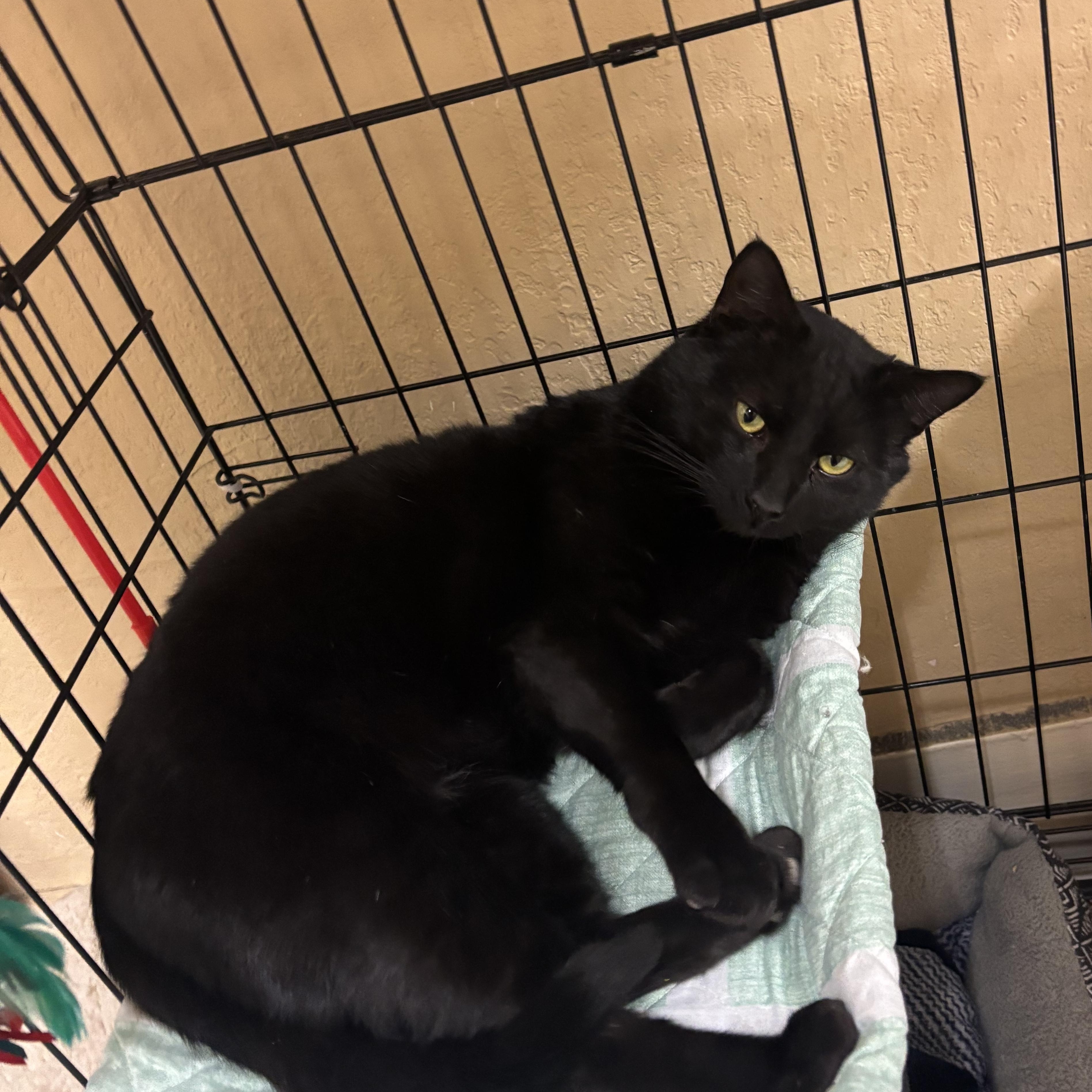 Officer Noggin, a ADOPTABLE Domestic Short Hair in Statesboro, GA image 4/6
