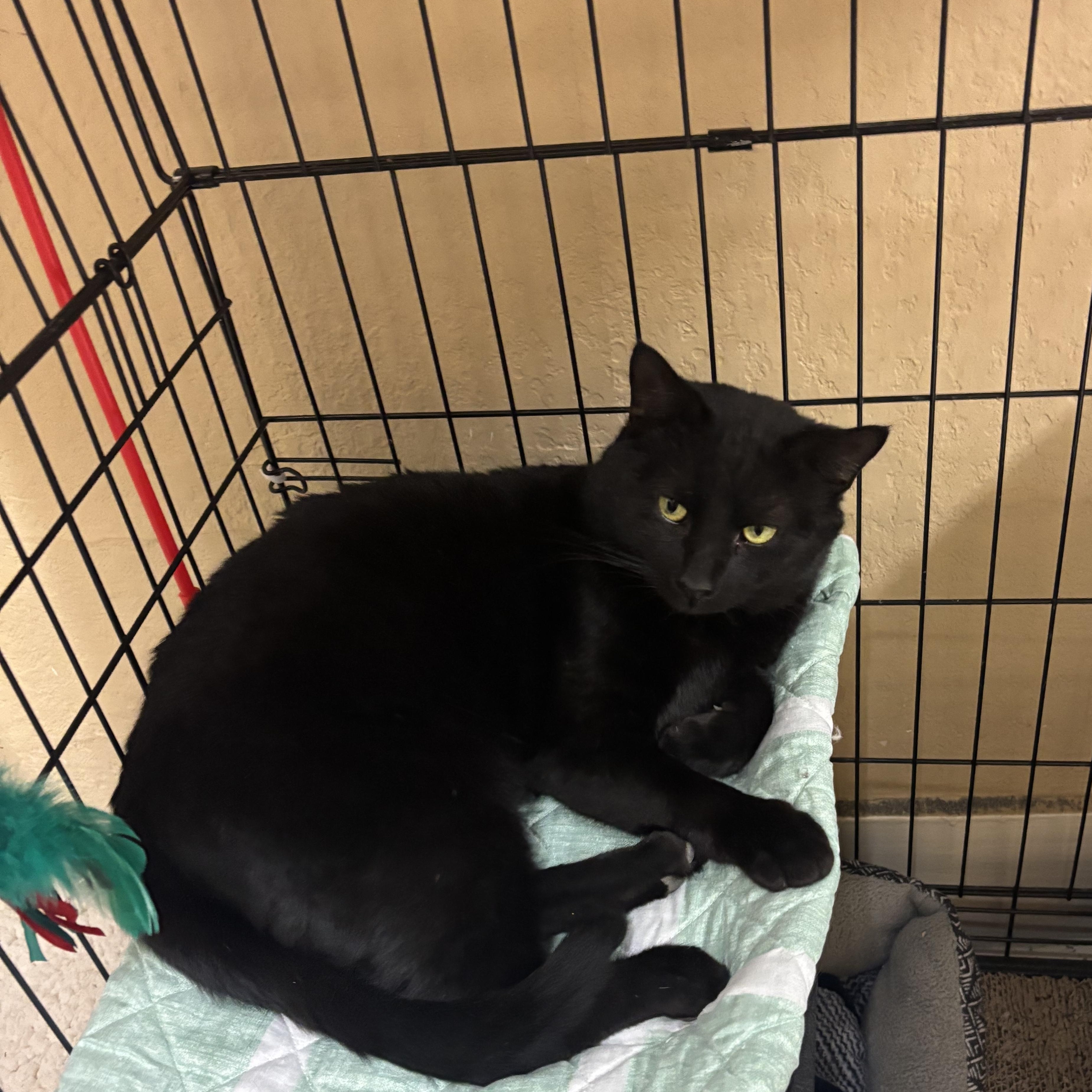 Officer Noggin, a ADOPTABLE Domestic Short Hair in Statesboro, GA image 1/6