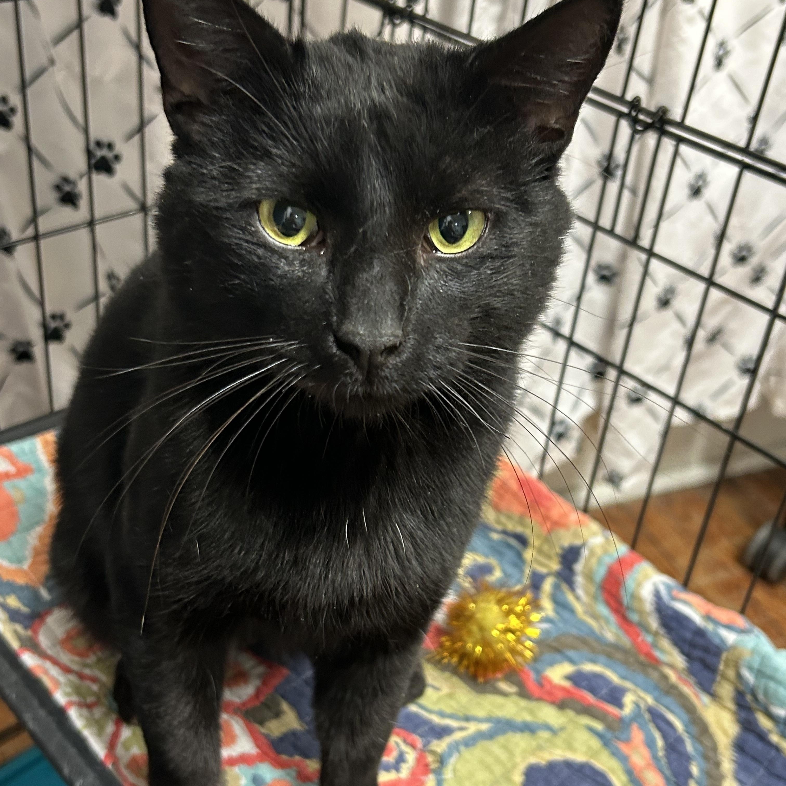 Officer Noggin, a ADOPTABLE Domestic Short Hair in Statesboro, GA image 3/6