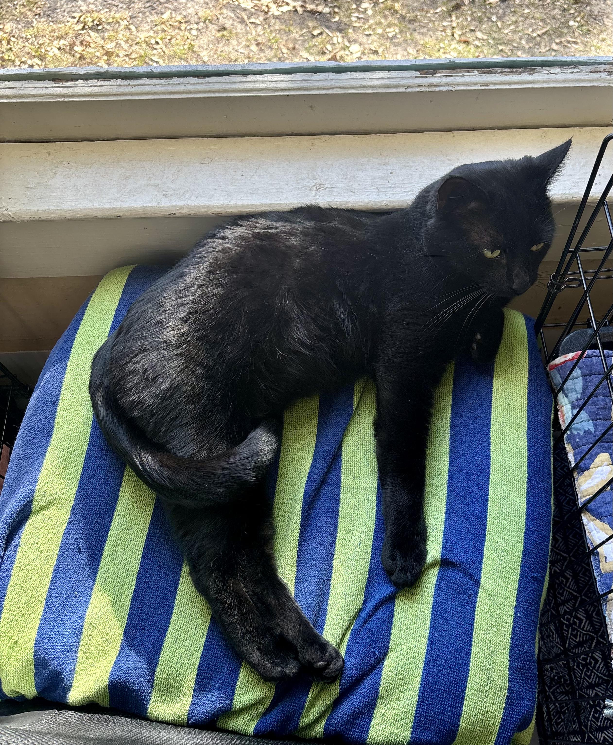 Officer Noggin, a ADOPTABLE Domestic Short Hair in Statesboro, GA image 6/6