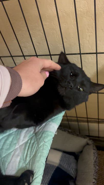 Enlarge Officer Noggin, a ADOPTABLE Domestic Short Hair in Statesboro, GA video 5/6