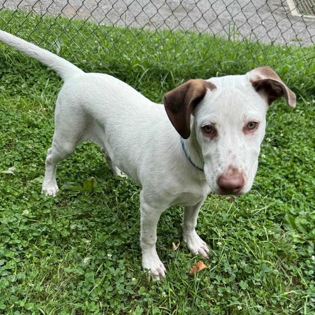 Mitt 5471, Adoptable, Puppy Male Australian Cattle Dog / Blue Heeler & Mixed Breed.