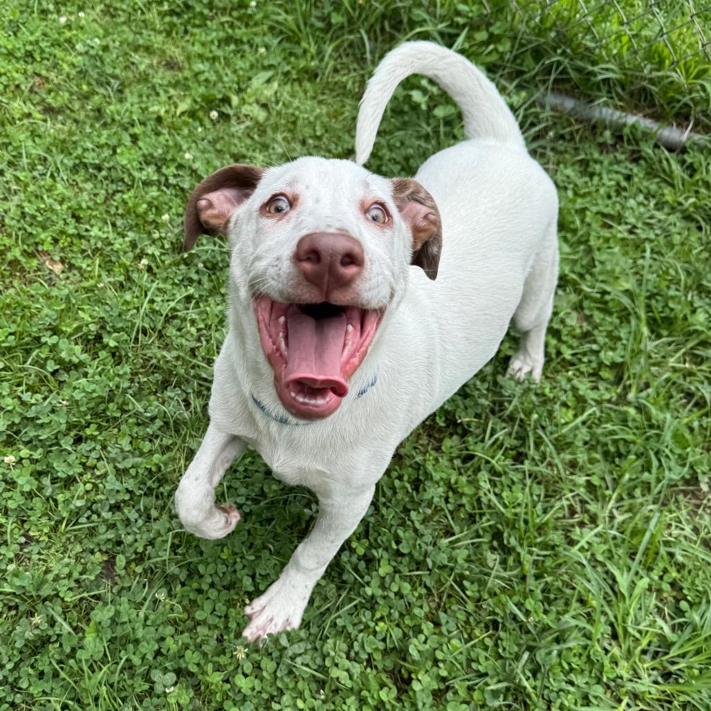 Mitt 5471, a Adoptable mixed breed in Kittanning, PA image 2/6
