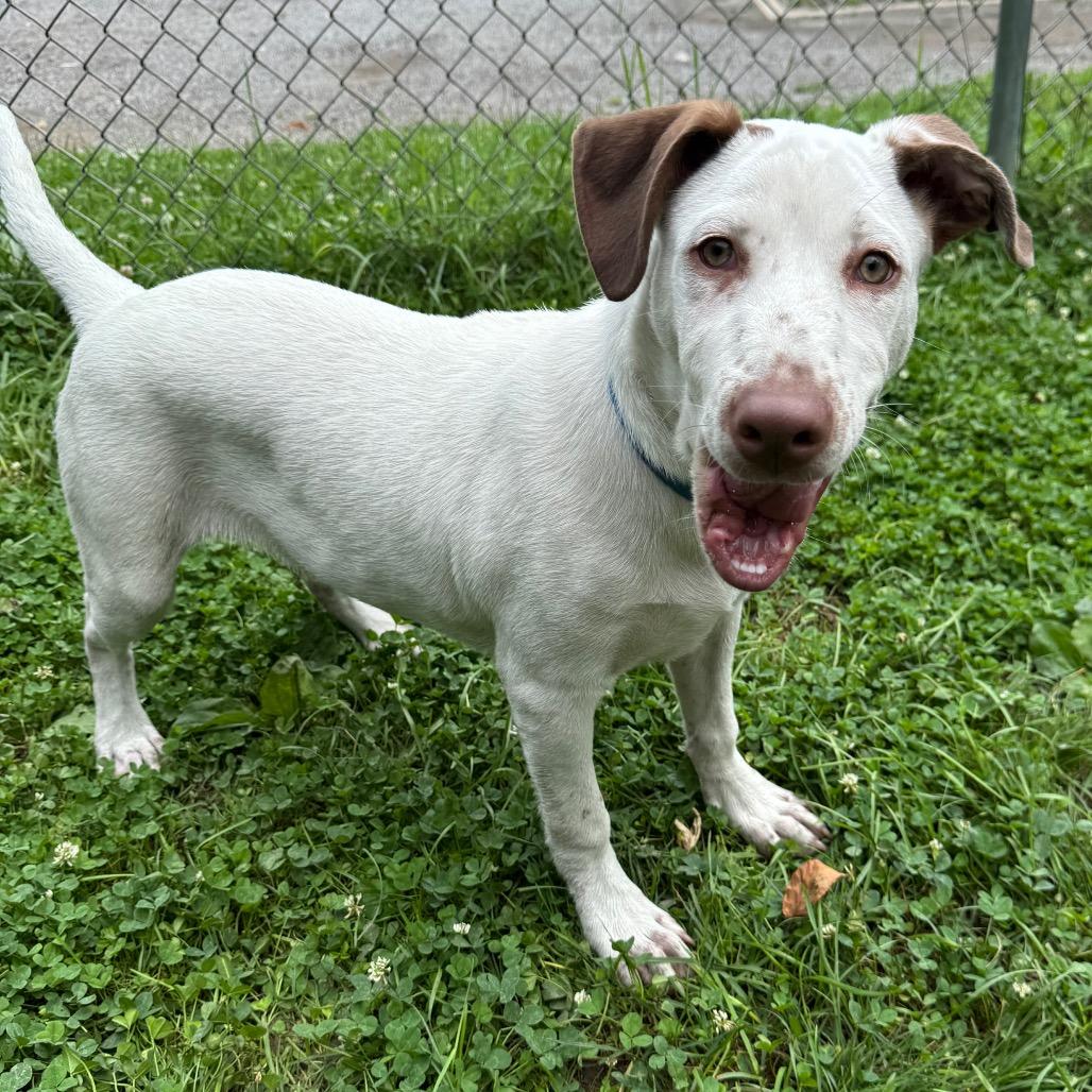 Mitt 5471, a Adoptable mixed breed in Kittanning, PA image 3/6