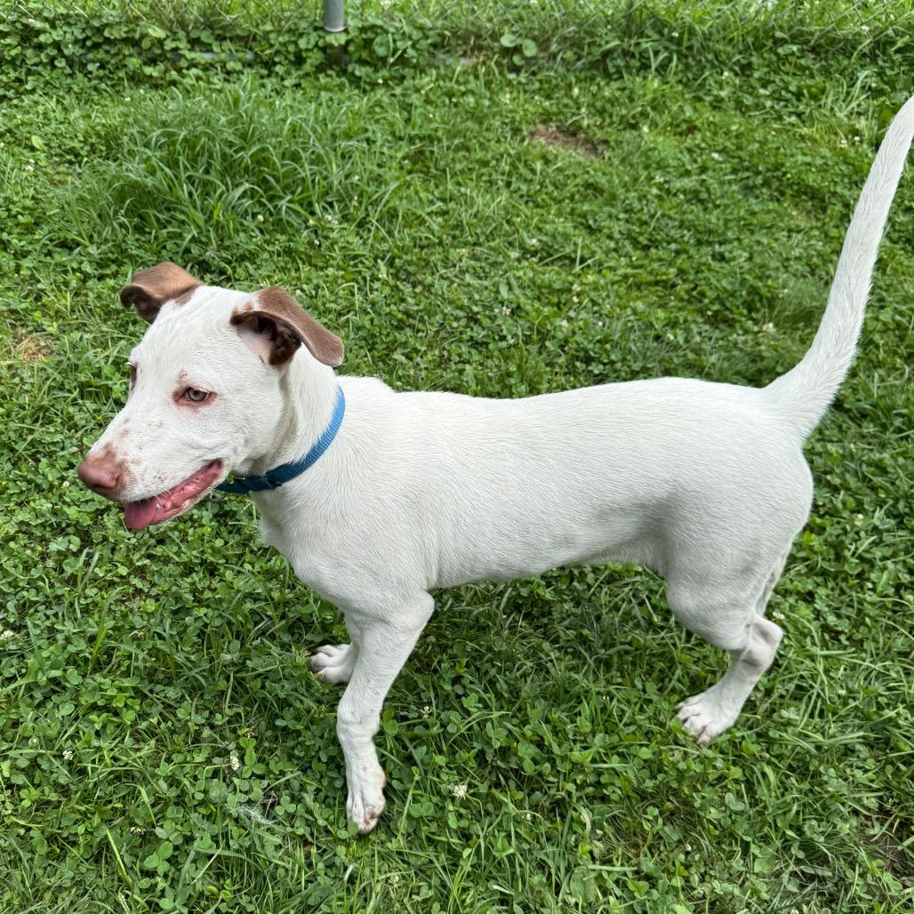 Mitt 5471, a Adoptable mixed breed in Kittanning, PA image 4/6