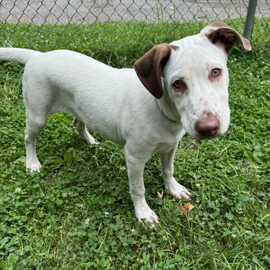 Mitt 5471, a Adoptable mixed breed in Kittanning, PA image 5/6